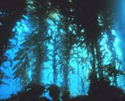 Giant kelp forest in California's 
Channel Islands National Marine Sanctuary.
Photo courtesy NOAA
[National Oceanic & Atmospheric Administration]