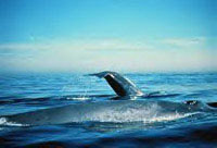 Blue whales in the 
Gulf of the Farallones National Marine Sanctuary
Photo by Dan Shapiro, courtesy NOAA